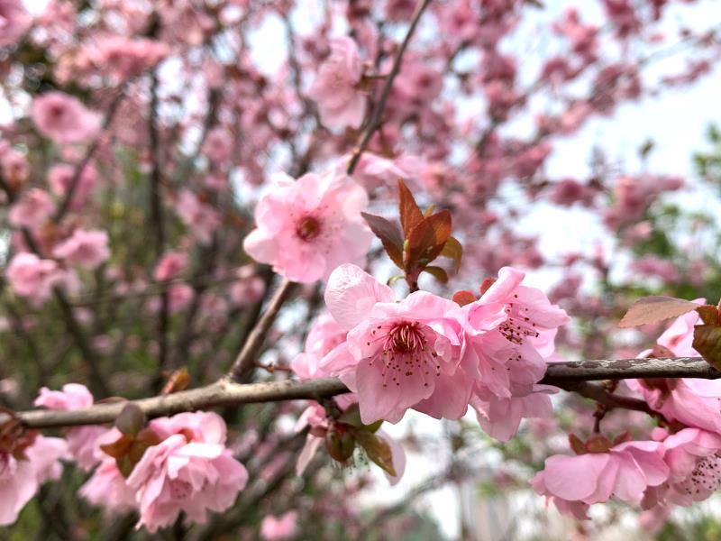 微信图片_20200318170541.jpg 微信图片_20200318170541.jpg